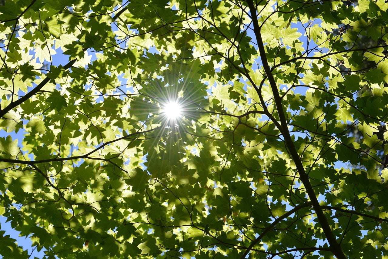 Em que parte da planta ocorre a fotossíntese?