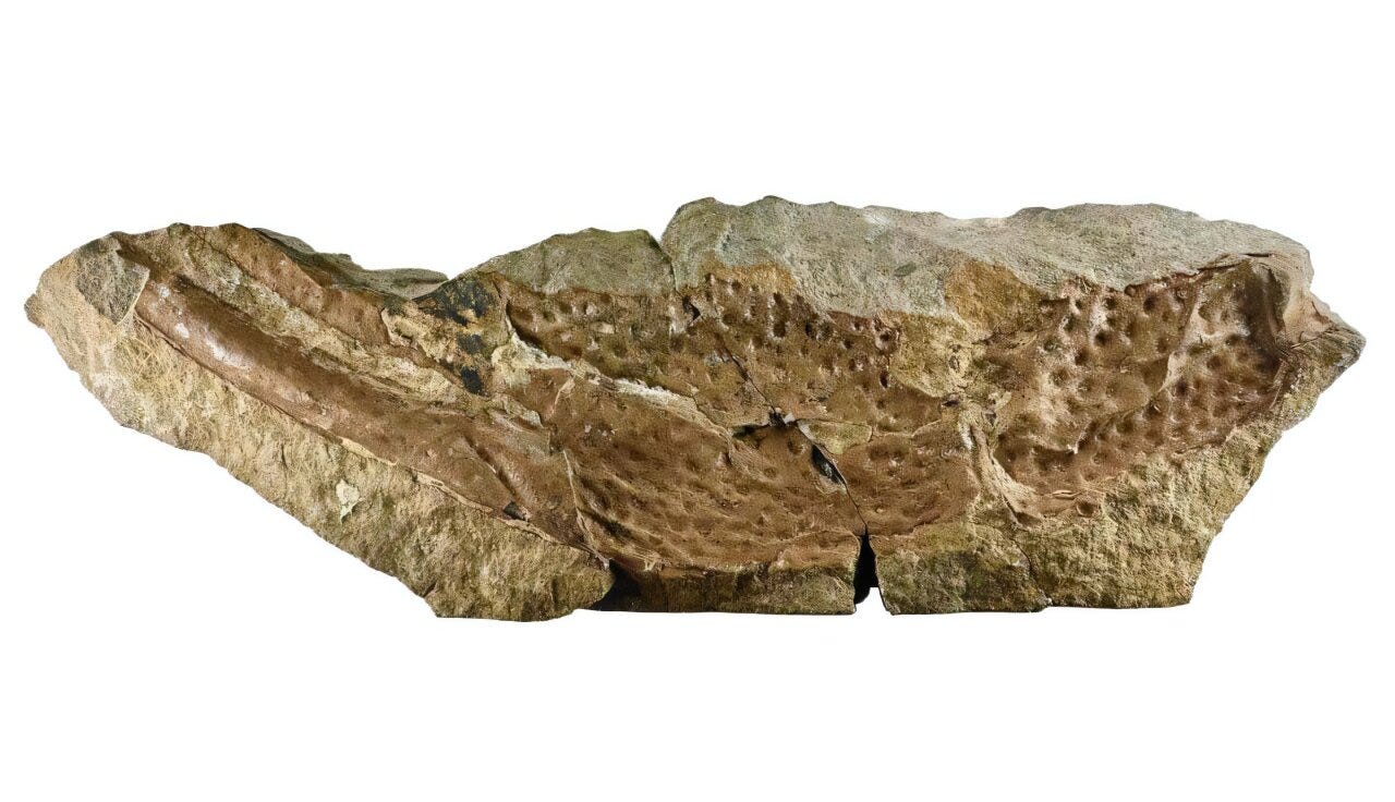 16-cm-long pincer of P. gigas. Credit: Natural History Museum