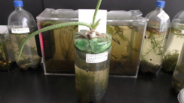 aloe jurassic dino Shop 'Aloe Jurassic Dino' – Care and Growing Guide main image 0