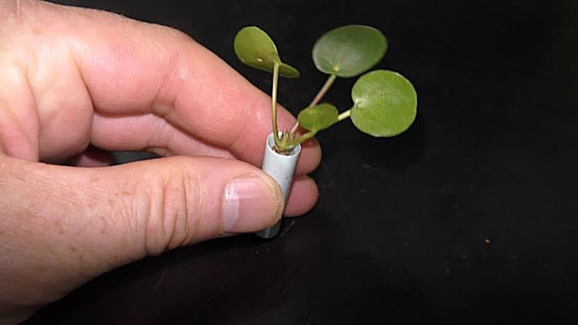 are cremated ashes good for plants Treebute® organic soil blend bag main image 1
