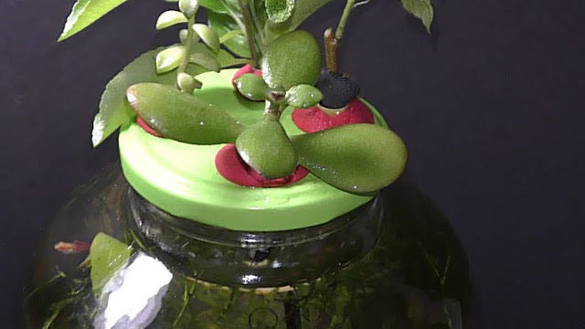 Growing Jade Succulent Plant in Water | by Michael Langerman | Medium