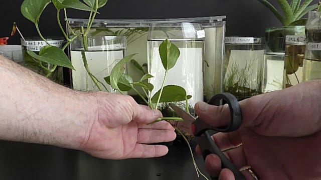 njoy pothos care Epipremnum aureum, "N'Joy Pothos"