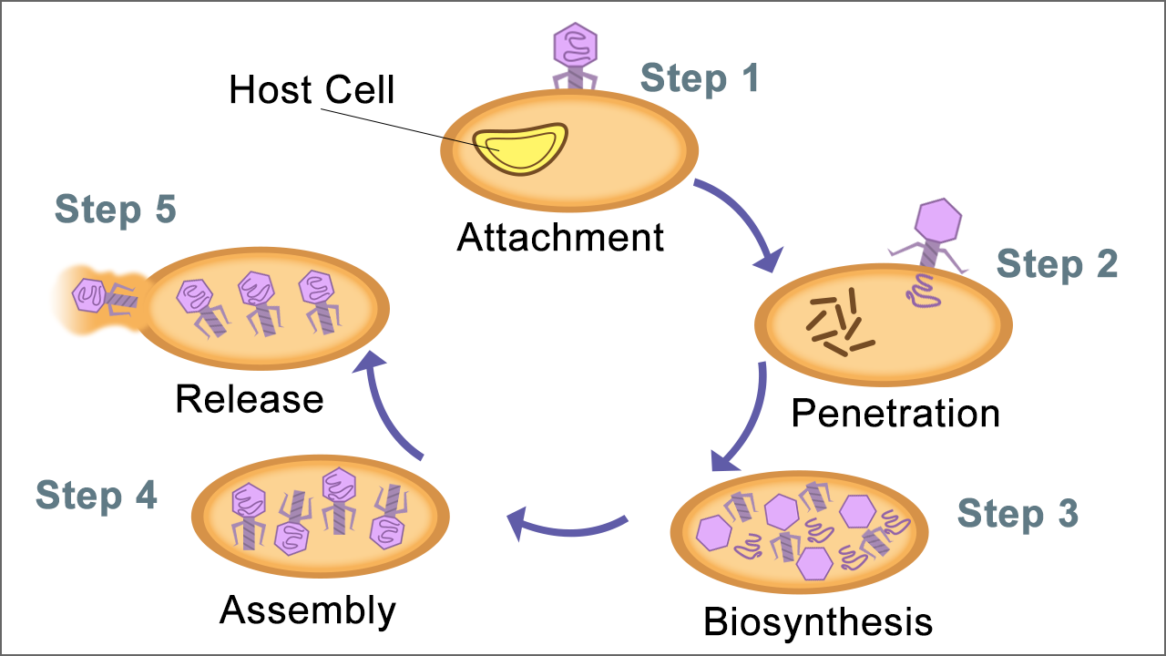 This labeled diagram shows the lytic cycle
