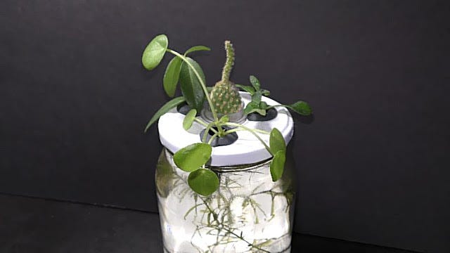 mini succulent pot MINI SUCCULENT GARDEN main image 1