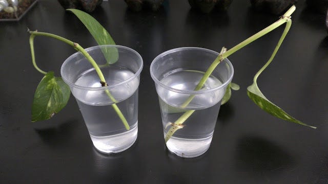Growing Pothos Underwater. May 4th, 2017 A friend gives me a | by Michael  Langerman | Medium
