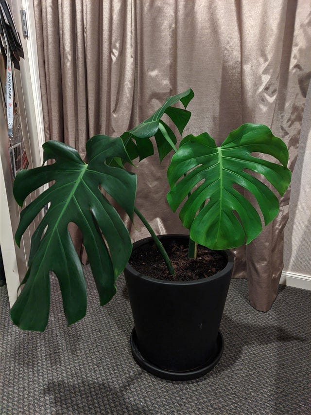 How to Properly Care for Your Monstera Deliciosa as a Beginner Plant Parent  | by Hannah Thomas | Medium