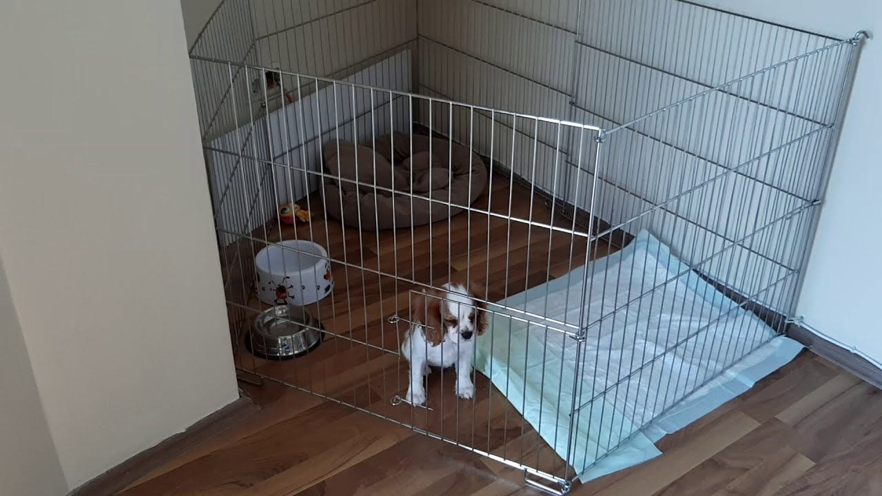 Yavru köpeklerde tuvalet eğitimi