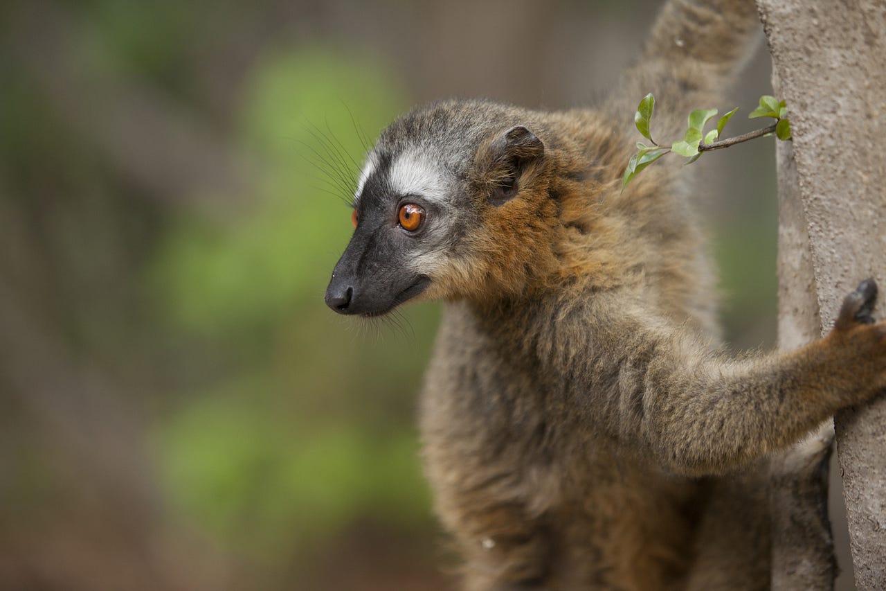 A brown lemur through the dark and moody forests of Madagascar.