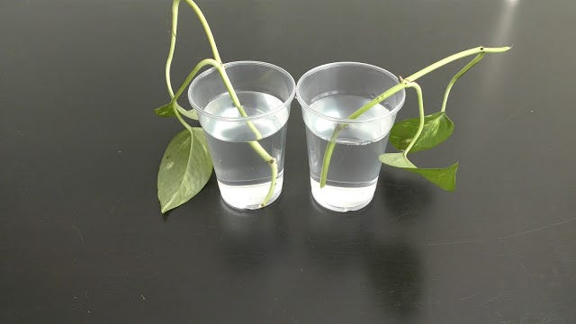 root hormone for succulents Hormex Rooting Hormone with B1 – Prevent Transplant Shock – Ed's Plant Shop