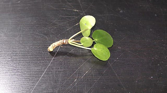 Growing Chinese Money Plant in Water | by Michael Langerman | Medium