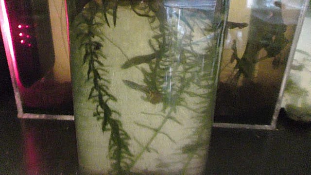 Aquarium Fish Net DIY. In this example, I use a disposable…