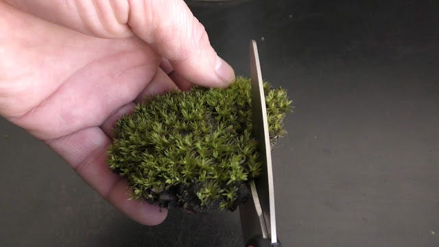 Preparing Land Moss to Grow Underwater Update