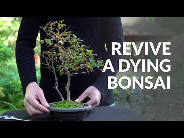 Why Does My Bonsai Tree Look Like It's Dying? | by Mariya Kanegi | Medium