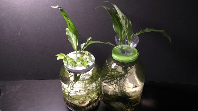 How to Grow Peace Lily in Water. Peace lily is a common house plant that…, by Michael Langerman
