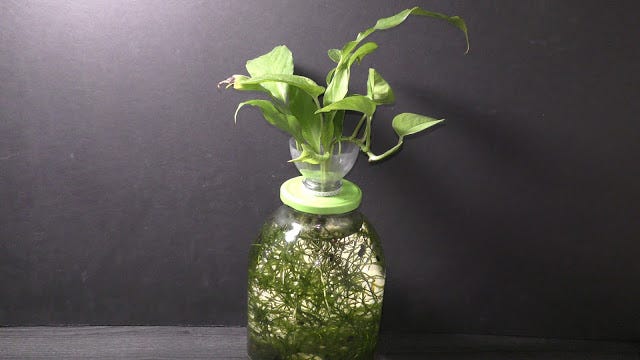 cloning split leaf philodendron Philodendron verrucosum 