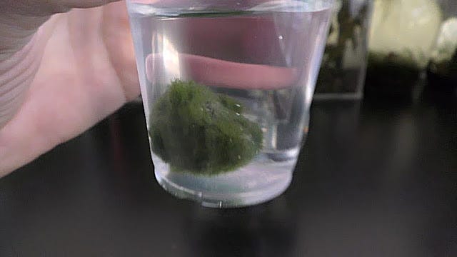 How to make Floating Marimo Moss Ball, by Michael Langerman