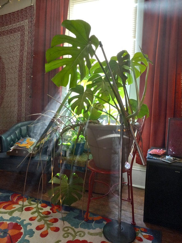 How to Properly Care for Your Monstera Deliciosa as a Beginner Plant Parent  | by Hannah Thomas | Medium