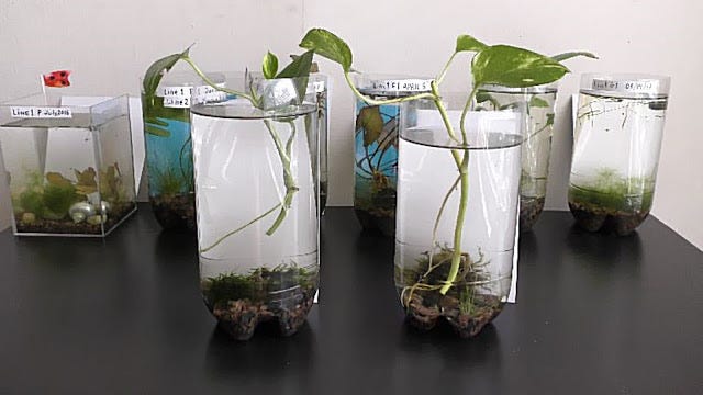 wie groß werden olivenbäume Echter 20 Jahre alter Olivenbaum 160