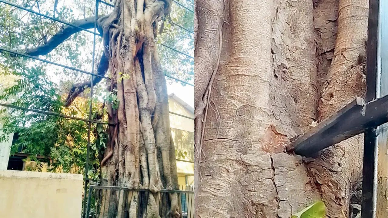 Residents alert Mumbai civic body after iron rods found embedded in Mahim trees