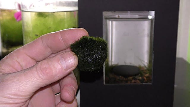 Marimo Moss Balls Live Aquarium Plant Algae Fish Shrimp Tank