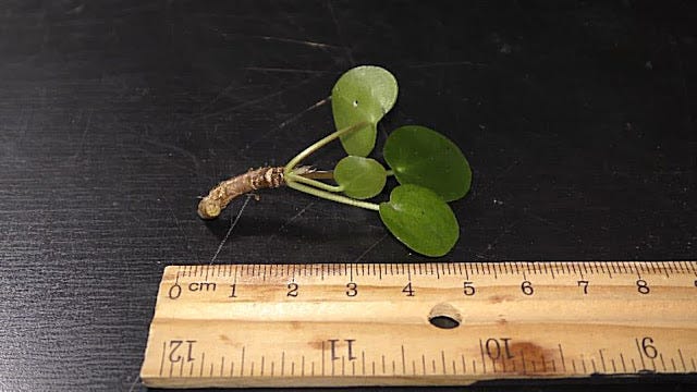 Growing Chinese Money Plant in Water | by Michael Langerman | Medium