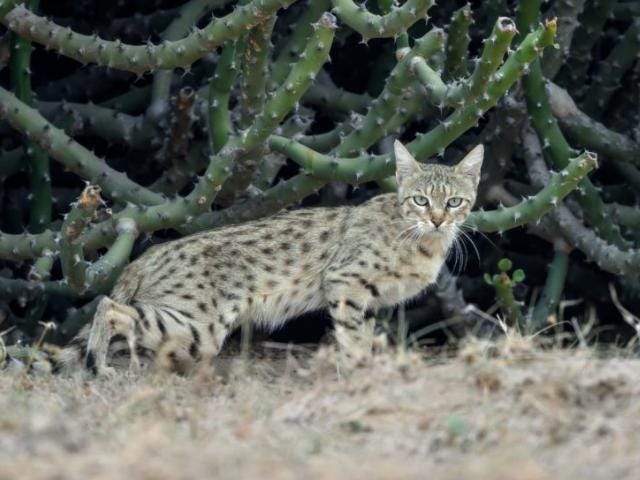 Fishing Cats In Panna Tiger Reserve Is A Good Sign - The EarthView