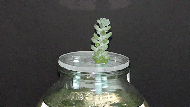succulent shops near me Assorted Premium 2 inch Succulent Plants main image 0