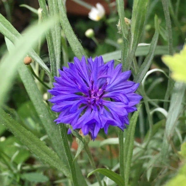 7 Edible Flower Seeds to Sow Now and Brighten Your Garden (& Salad Bowl)  This Summer - Permacultured Life