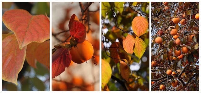 Golden Kamuy – 17 – No Persimmon Trees in Hokkaido – RABUJOI – An