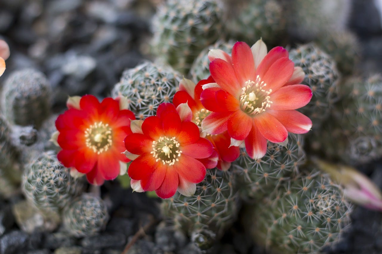 Guia Completo sobre a Floração de Cactos: Como as Temperaturas Noturnas Influenciam esse Espetáculo…