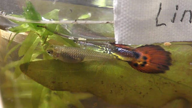 Guppy Spawning Behavior: Essential Tips for Successful Breeding