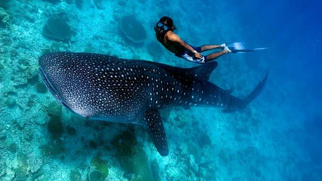 Best Time to Visit the Maldives for Snorkeling