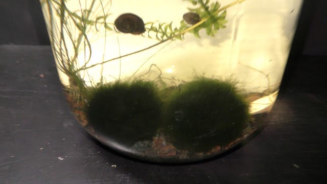 How to Make Extra Large Moss Balls - 2 Bees in a Pod