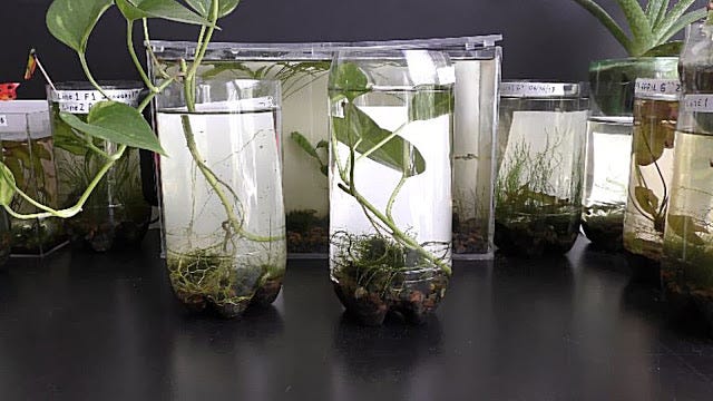 How to Grow Money Plant Underwater | by Michael Langerman | Medium