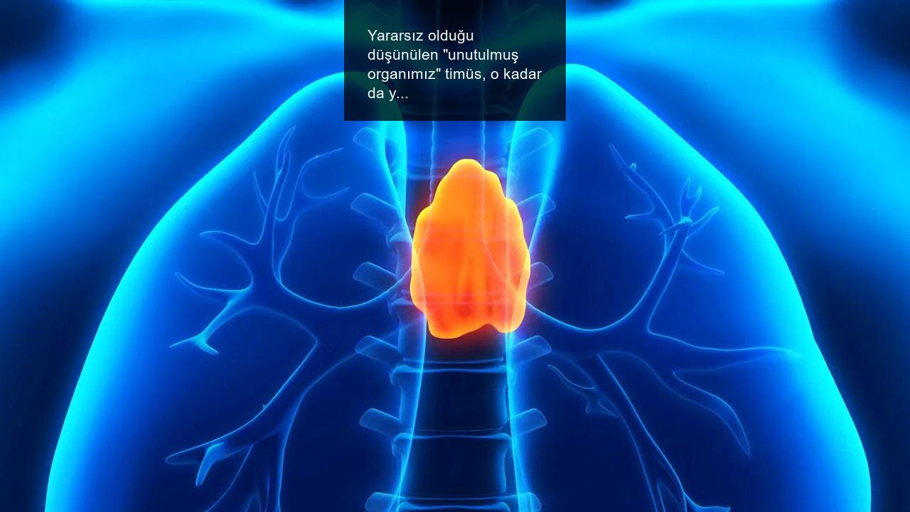 Yararsız olduğu düşünülen “unutulmuş organımız” timüs, o kadar da yararsız değilmiş