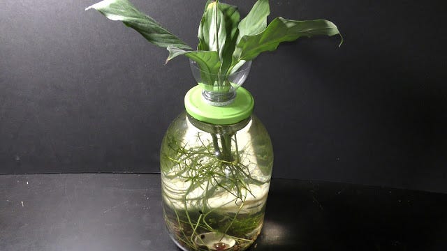 buy philodendron online Mican Philodendron - Velvet Leaf - Live Starter Plants - Philodendron Hederaceum