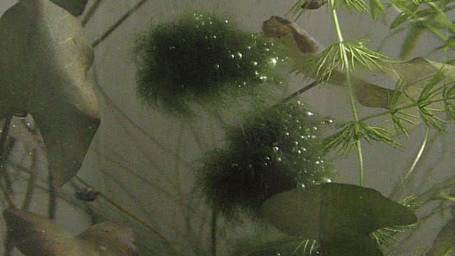 How to make Floating Marimo Moss Ball, by Michael Langerman