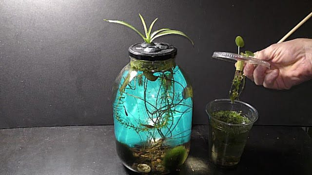 Growing Chinese Money Plant in Water | by Michael Langerman | Medium