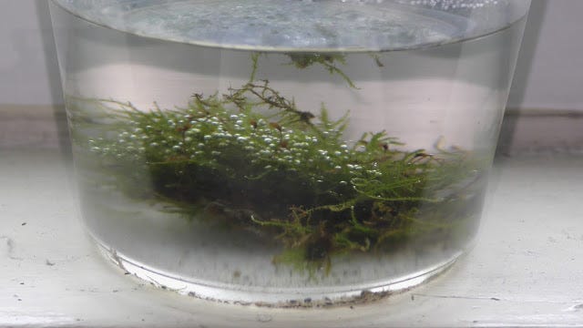 Two Ways to Grow Land Moss Underwater, by Michael Langerman