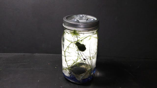 How to make Floating Marimo Moss Ball, by Michael Langerman