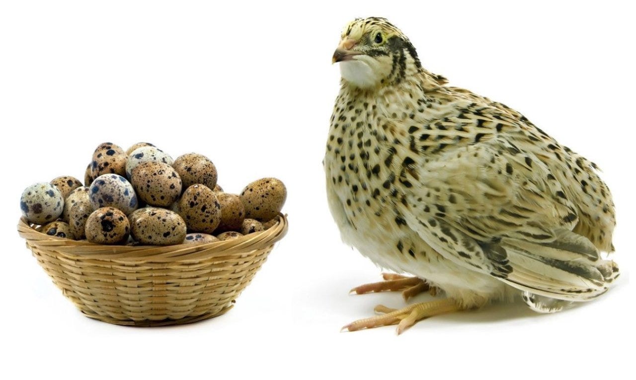 L’Élevage de Cailles au Sénégal : Techniques, Astuces et Bienfaits des Œufs de Caille