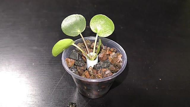 Growing Chinese Money Plant in Water | by Michael Langerman | Medium