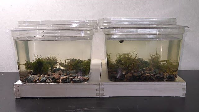 Guppy Breeding Tank Setup: Ultimate Guide for Healthy Fry Success