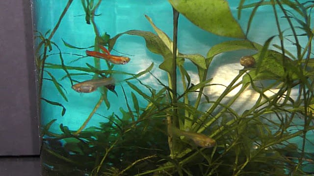 Guppy Natural Behavior Observation: Unveiling Secrets of Their World