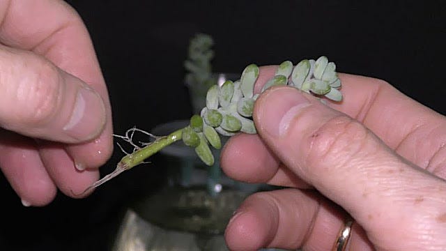 dill seeds planting Bouquet Dill Seeds