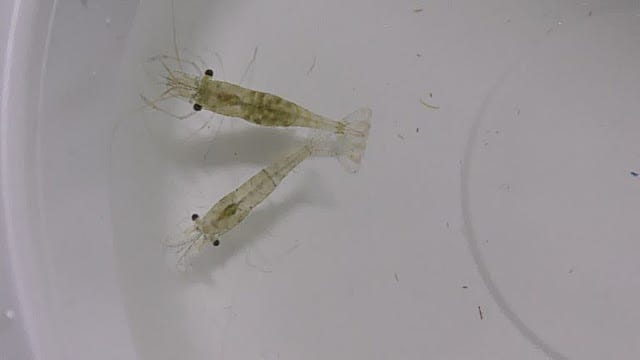 Ghost Shrimp. May 10th, 2018 I got 10 ghost shrimps…