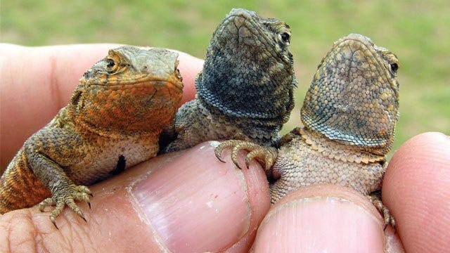 Pedra, papel, tesoura. Vamos jogar pedra,papel, tesoura, Lagarto e