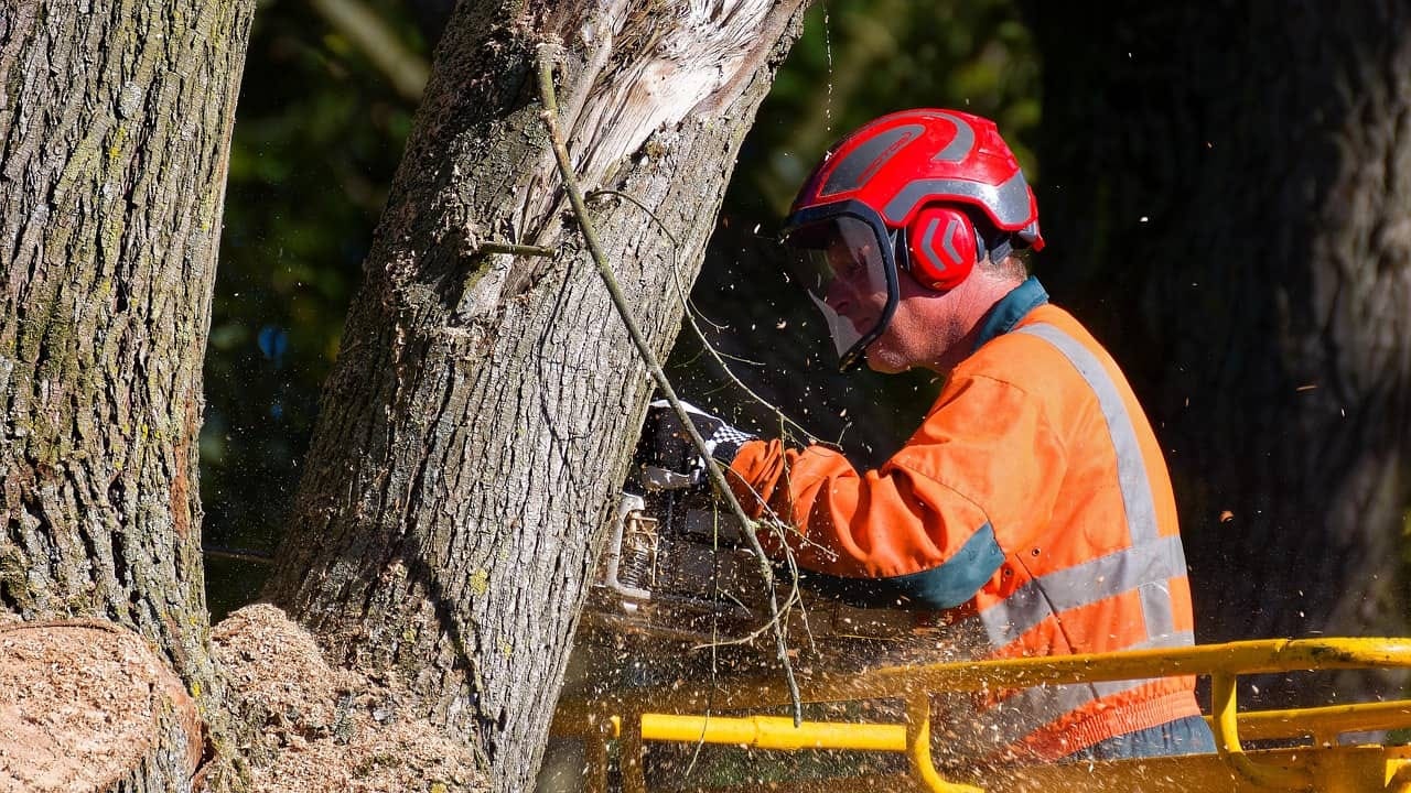 A Guide to CS30 and CS31 Chainsaw Qualifications for Arborists