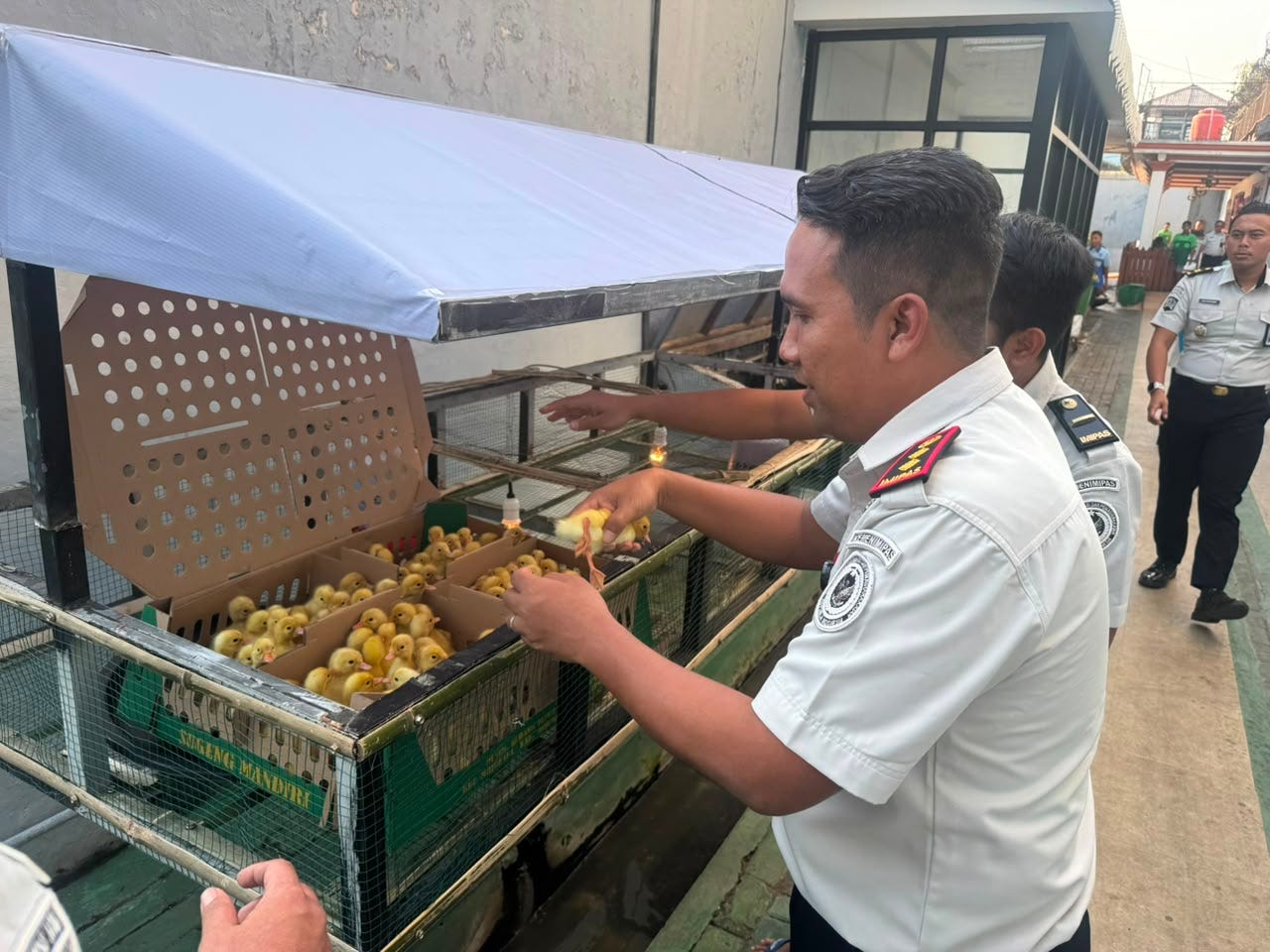 Perkuat Kemandirian Pangan, Lapas Mojokerto Lepas 102 Bibit Itik Untuk Ketahanan Pangan