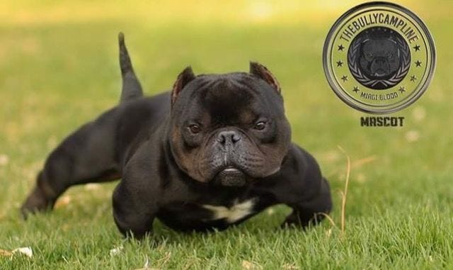 The Micro Bully: Is It the Smallest Luxury Bully Breed For You